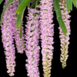 Ορχιδέα Rhynchostillis Retusa Botanik